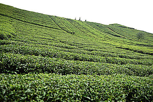 茶园茶叶风景