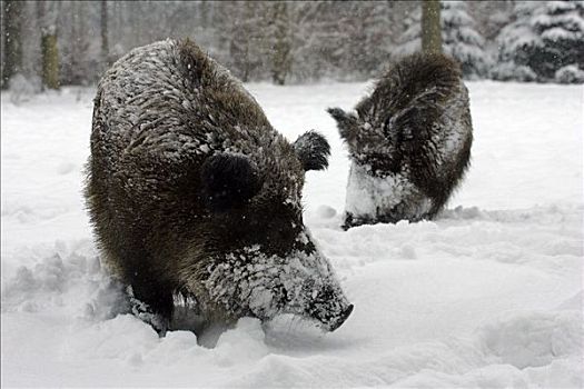 野猪,雪盖