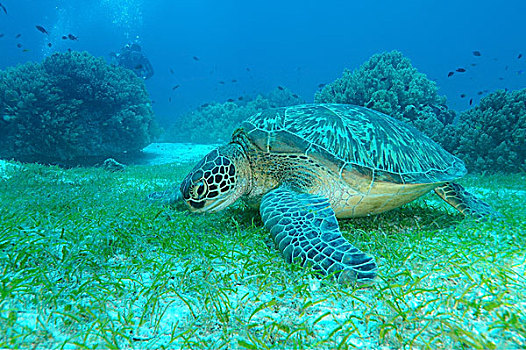 绿海龟,龟类,保和省,海洋,菲律宾,亚洲