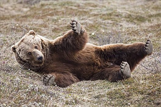 棕熊,苔原,德纳里峰国家公园,阿拉斯加