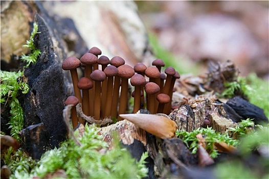 小,暗色,蘑菇
