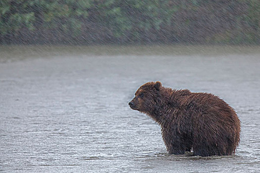 棕熊,雨,堪察加半岛,俄罗斯,欧洲