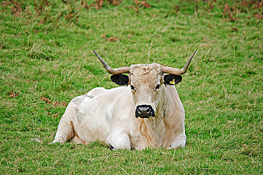 生活,牛,白色,公园,母牛,草场,威尔士,英国,欧洲