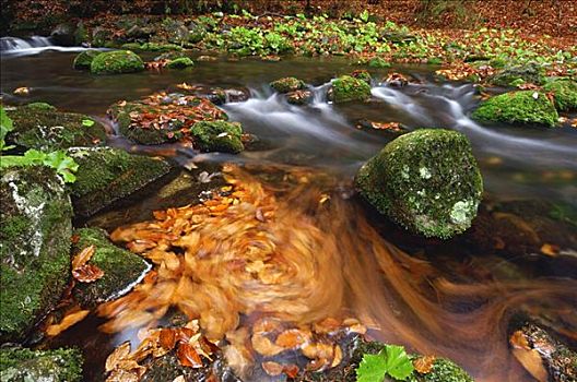 溪流,巴伐利亚森林国家公园,巴伐利亚,德国