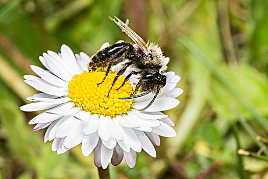 法国,蜜蜂,采集,花粉,雏菊,特写