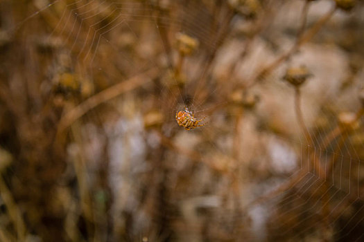 特写,橙色,蜘蛛,坐,中间,蜘蛛网,褐色背景