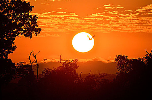 水果,蝙蝠,飞行,日出,国家公园,赞比亚,非洲