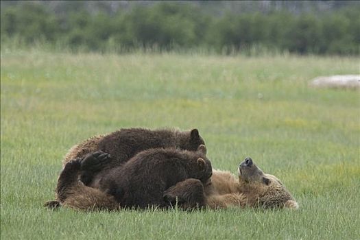 大灰熊,棕熊,成年,女性,哺乳,两个,一岁,幼兽,莎草,卡特麦国家公园,阿拉斯加