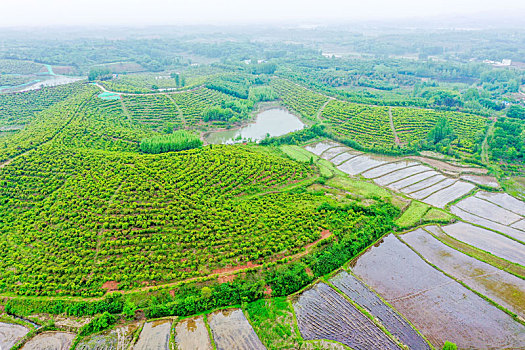 航拍河南信阳光山县司马光油茶园