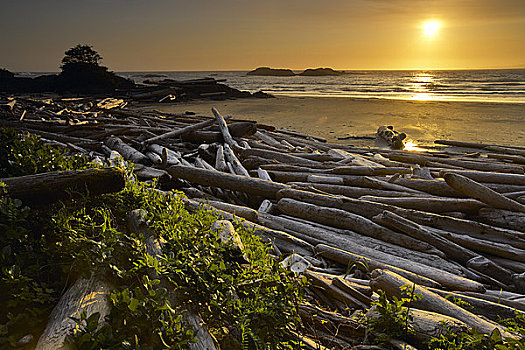 浮木,海滩,环太平洋国家公园,自然保护区,温哥华岛,不列颠哥伦比亚省,加拿大