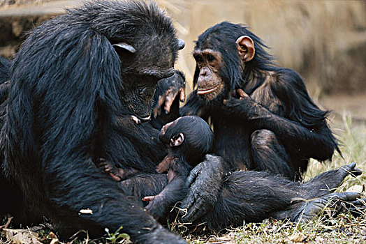 坦桑尼亚,冈贝河国家公园,黑猩猩,坐,婴儿,大幅,尺寸