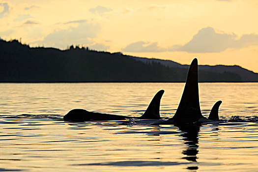 逆戟鲸,日落,约翰斯顿海峡,不列颠哥伦比亚省