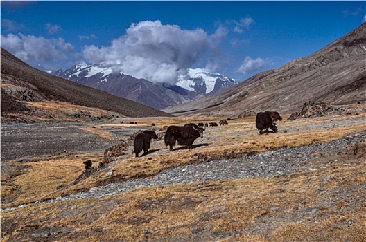 牦牛,塔吉克斯坦