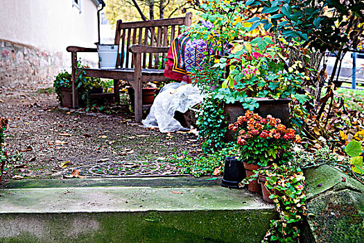 木制长椅,几个,盆栽,院子,秋天