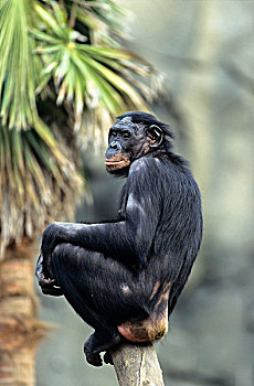 倭黑猩猩,女性,俘获,圣地牙哥动物园,非洲