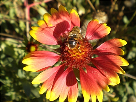 蜜蜂,坐,花,花芯