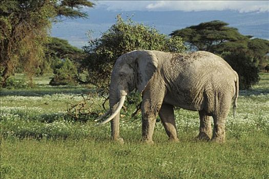 肯尼亚,国家,大象,侧面