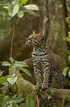 豹猫,虎猫,站立,板状根,林中地面,亚马逊雨林,厄瓜多尔,南美