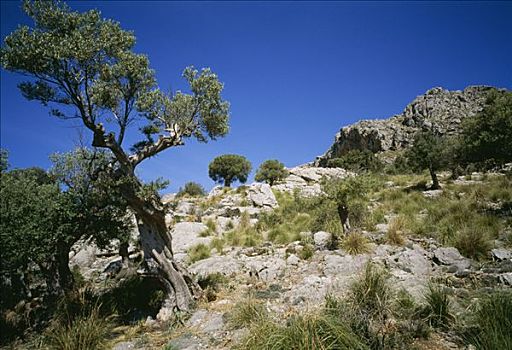 橄榄树,马略卡岛,西班牙