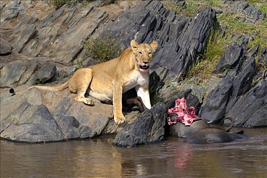 母狮,狮子,腐肉,角马,淹溺,马拉河,肯尼亚,东非