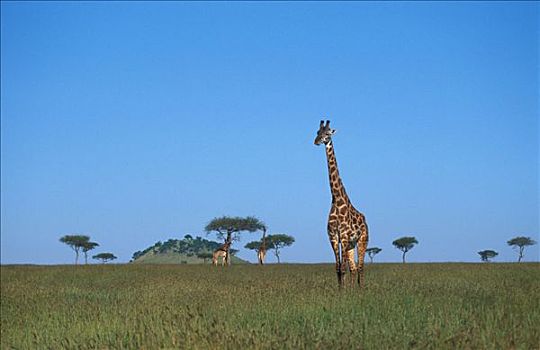长颈鹿,马赛马拉,肯尼亚,非洲