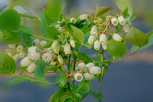 大棚里盛开得蓝莓花和蓝莓果