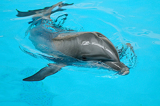 普通,宽吻海豚,游动,水中