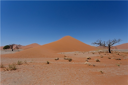 沙丘,索苏维来地区,纳米比亚,枯木