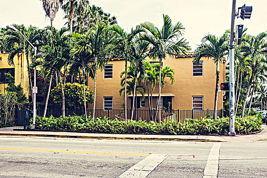 棕榈树,正面,建筑