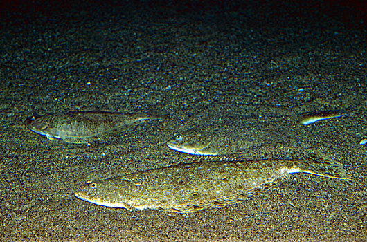 大菱鲆,成年,保护色,沙滩