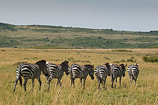 普通,马赛马拉国家保护区,肯尼亚,非洲