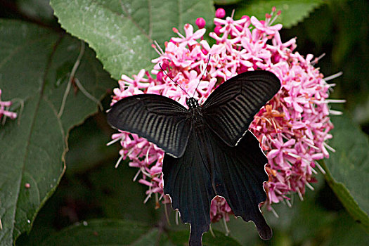 黑色,燕尾蝶,吮,花蜜,花