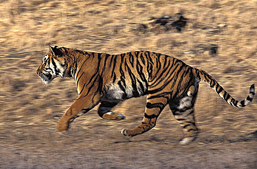 孟加拉虎,虎,成年,跑