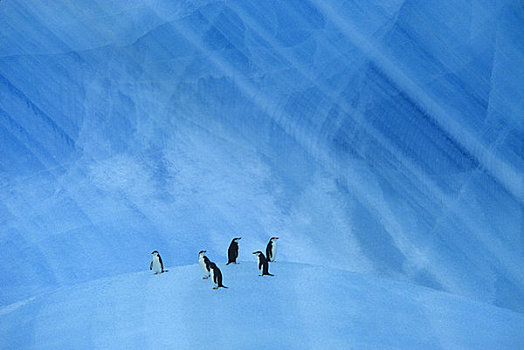 南极,帽带企鹅,蓝色背景,冰山,靠近,大象,岛屿
