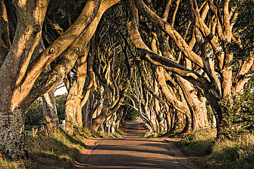 金色,树篱,小路,北爱尔兰,早晨,亮光