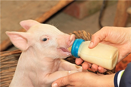 瓶子,喂食,小猪