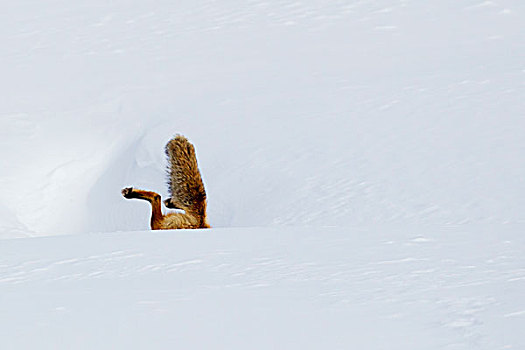 红狐,冬天