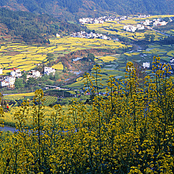 江西婺源油菜花