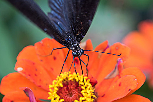 黑蝴蝶和花