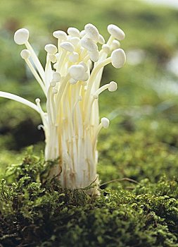 金针菇,蘑菇