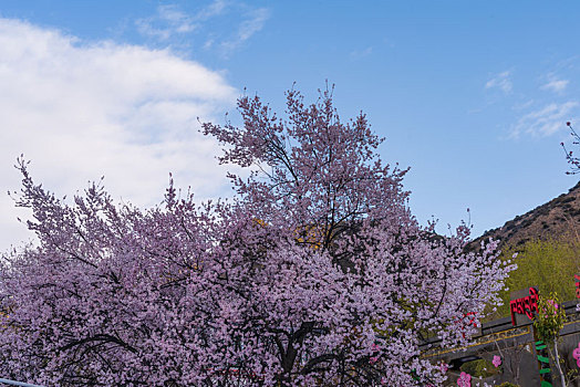 西藏林芝嘎啦桃花村