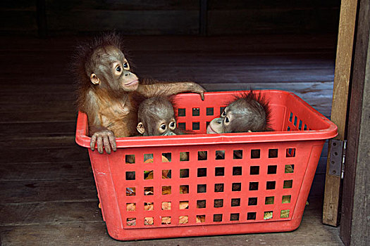 猩猩,黑猩猩,2岁,幼仔,篮子,中心,婆罗洲,印度尼西亚