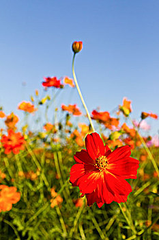 天宇,花,花园