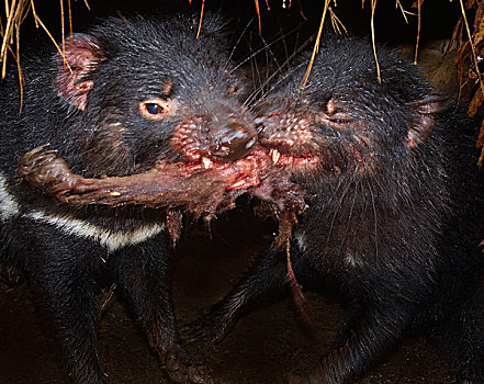 袋獾,一对,争斗,上方,肉,塔斯马尼亚,澳大利亚