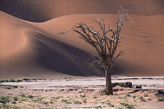 死,树,索苏维来地区,纳米比诺克陆夫国家公园,纳米比亚,非洲