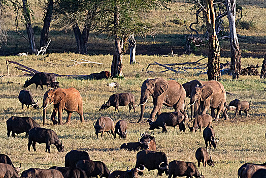 牧群,非洲象,走,朴素,水坑,查沃,肯尼亚,非洲