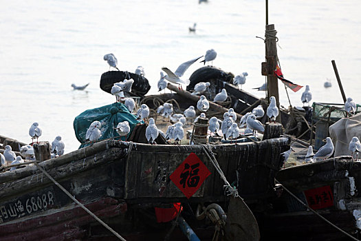数千海鸥翱翔在渔码头,成为一道独特景观