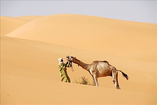 抗议,柏柏尔人,拿着,骆驼,沙漠,利比亚