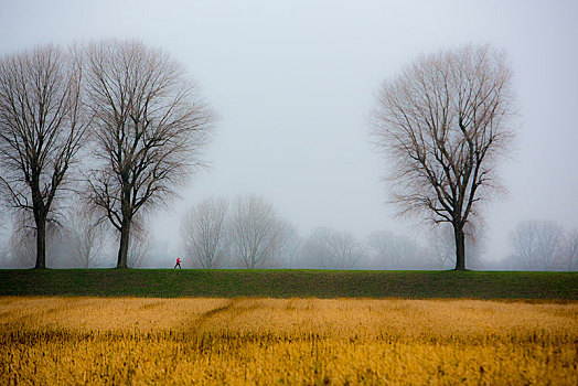 女人,走,沉闷,冬天,天气,雾,秃树,北莱茵威斯特伐利亚,德国,欧洲