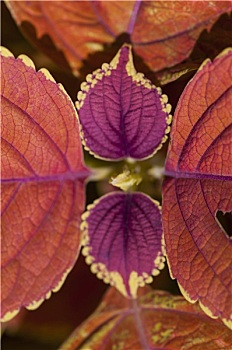 锦紫苏,叶子,背景